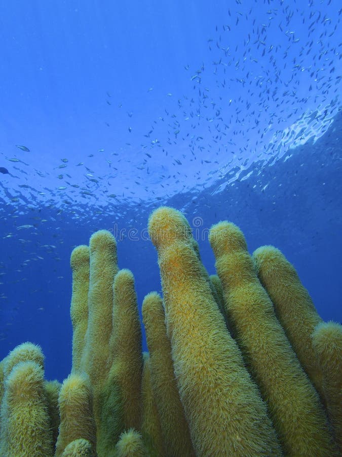 Large pillar coral colony stretches up into the electric blue waters off Klein Bonaire in the Netherlands Antilles. Large pillar coral colony stretches up into the electric blue waters off Klein Bonaire in the Netherlands Antilles.