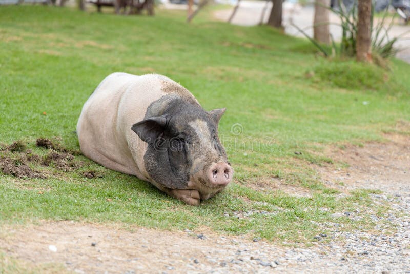 The large Pink and black Hampshire pig.