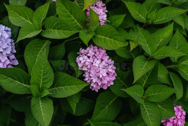Large Pink Blooming Hydrangea in Drops of Water Under an Automatic