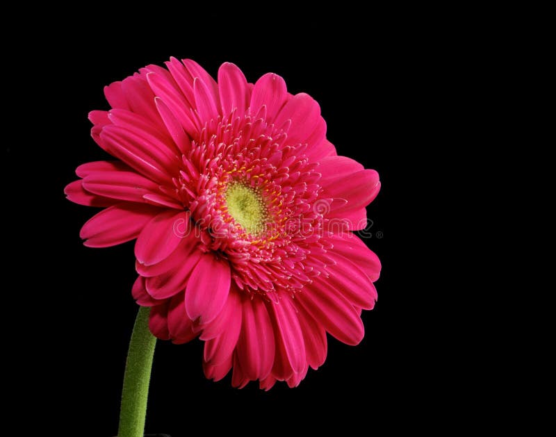 22,208 Pink Daisies Stock Photos - Free & Royalty-Free Stock Photos from  Dreamstime
