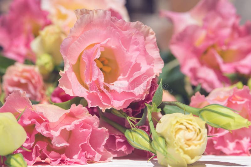Large Pink Eustoma Flower in a Bouquet. Beautiful Gift for Mom