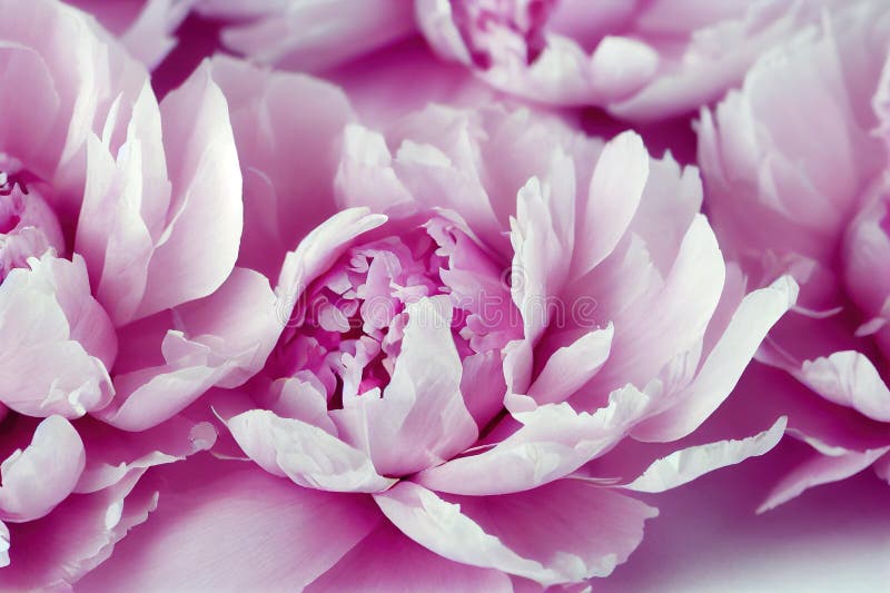 Large Pink Peon Flower with Petals in Bloom. Stock Illustration