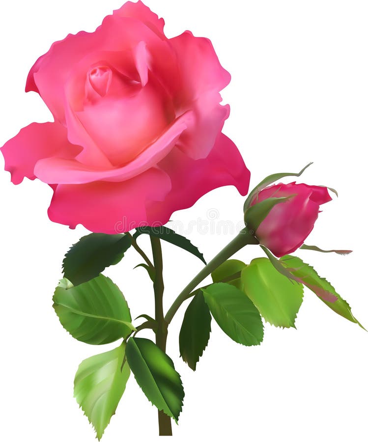 single pink rose clip art