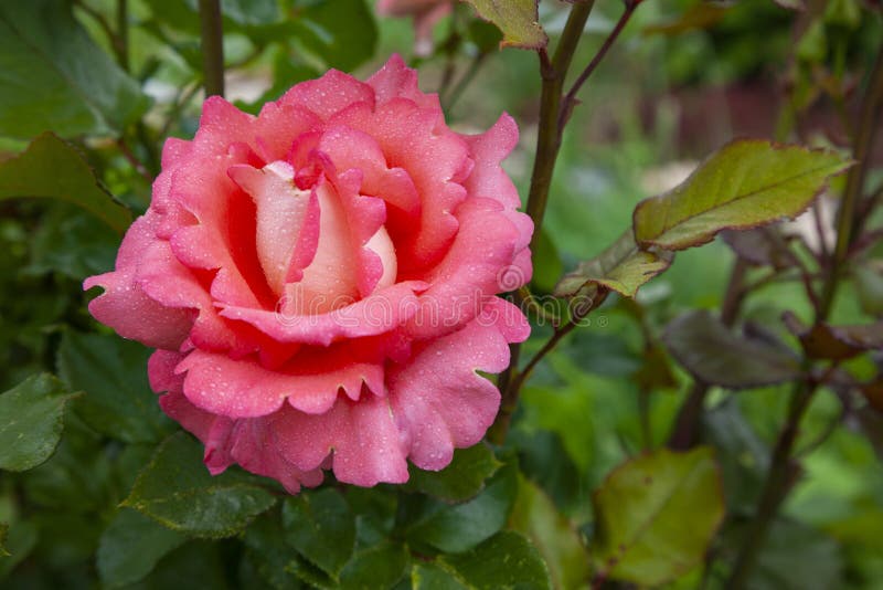 Large Pink Rose Bud Covered With Drops Of Morning Dew Stock Photo