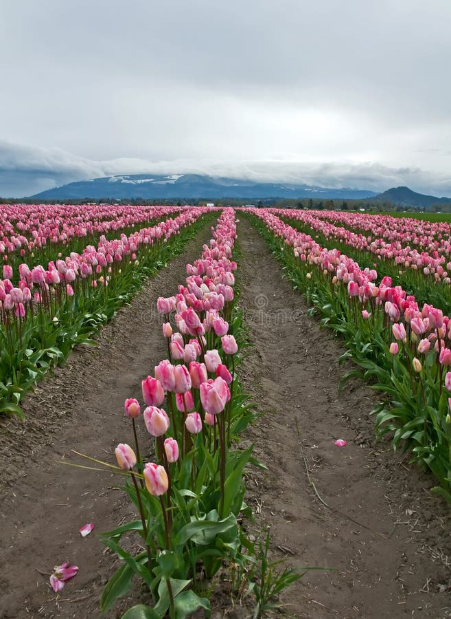 Large Pink Tulip Field