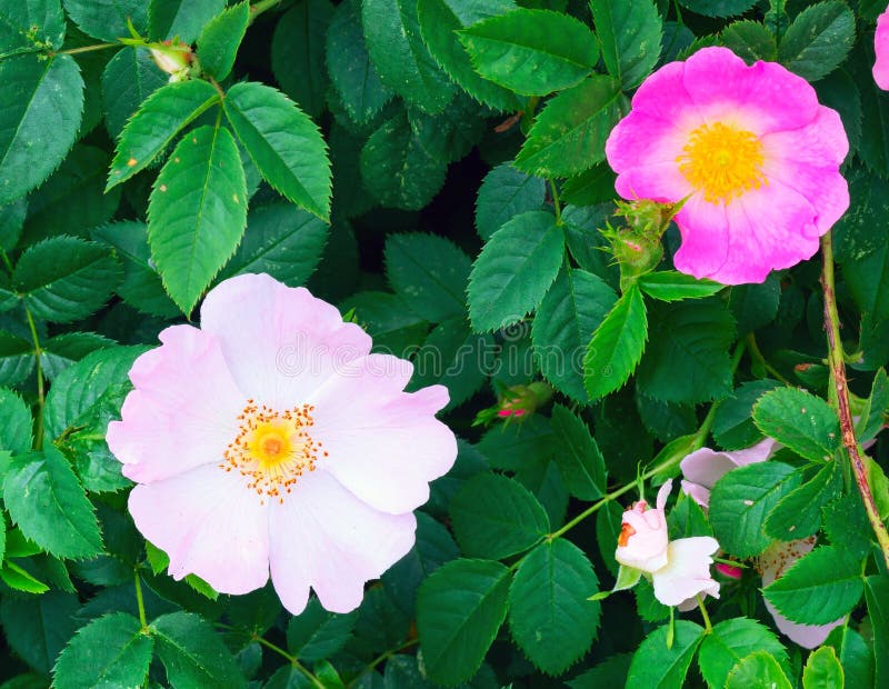 Large pink wild rose flowers in Crimea .