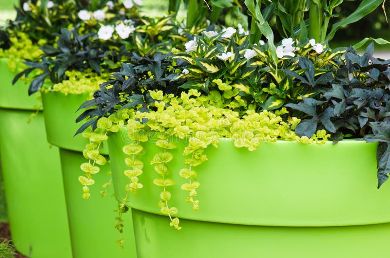 El gran planta ollas flores en jardín,.