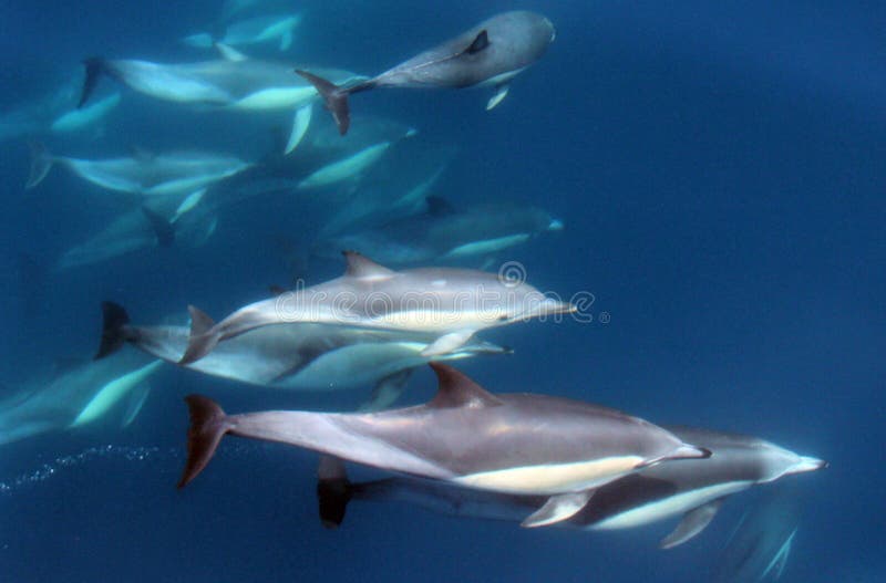 Large Pod of Pacific Common Dolphins Under Water royalty free stock photo Large Pod of Pacific Common Dolphins Under Water royalty free stock photo