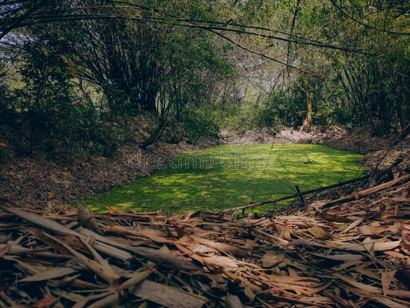 A Large Pond Filled with Water Plant and Surrounded by Large Bamboo