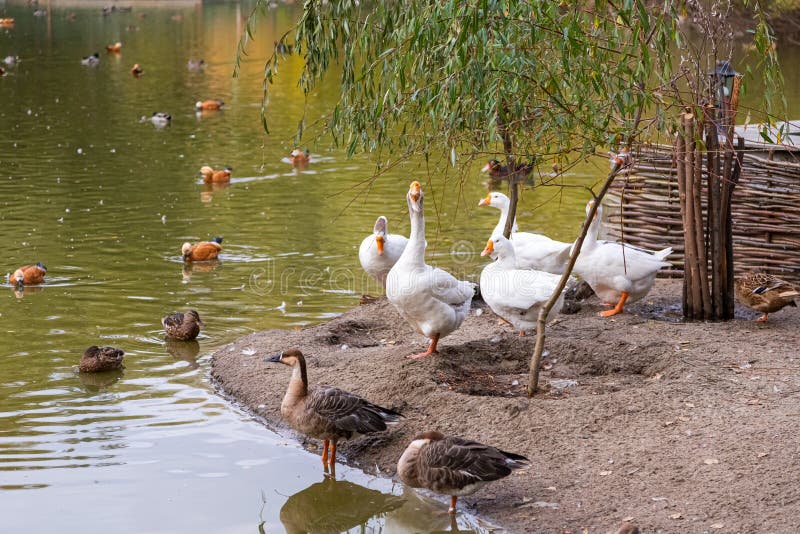 Lake in migratory birds royalty free stock images Lake in migratory birds royalty free stock images