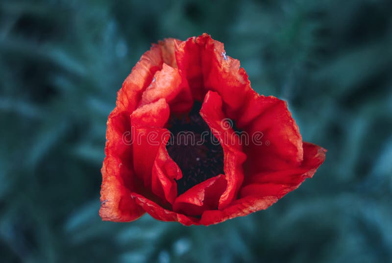 A large poppy flower bud on a dark green blurred background