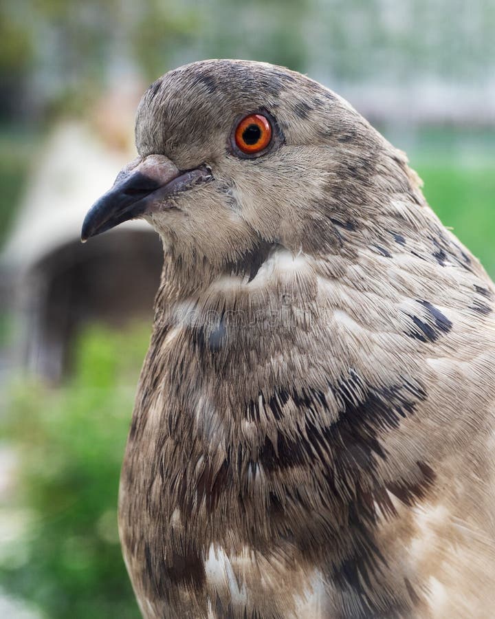A Large Portrait of a Gray Dove Looking Curiously Out the Window Stock