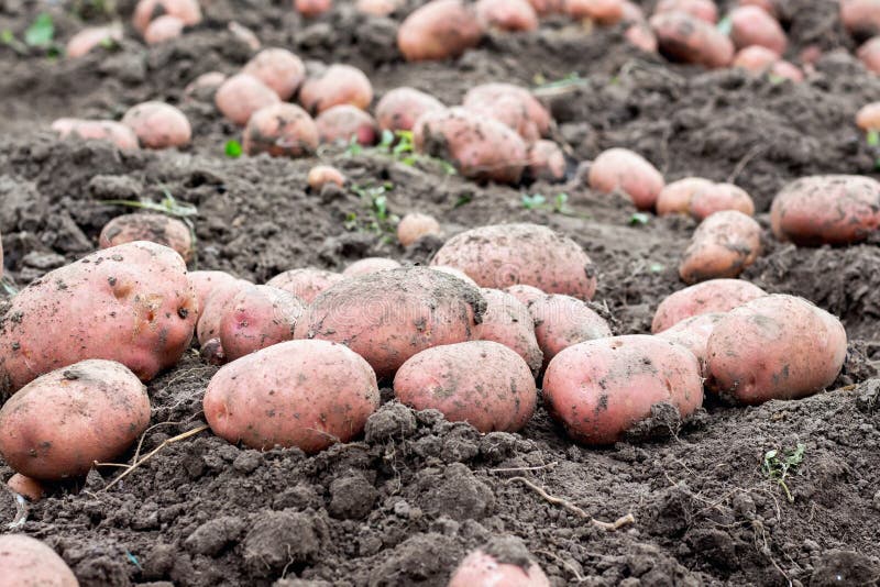 Large potato tubers on the ground. Close-up. A good potato harvest_