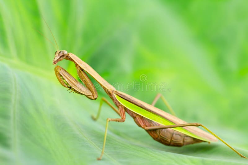 Large Praying Mantis Closeup Stock Photo Image of dangerous