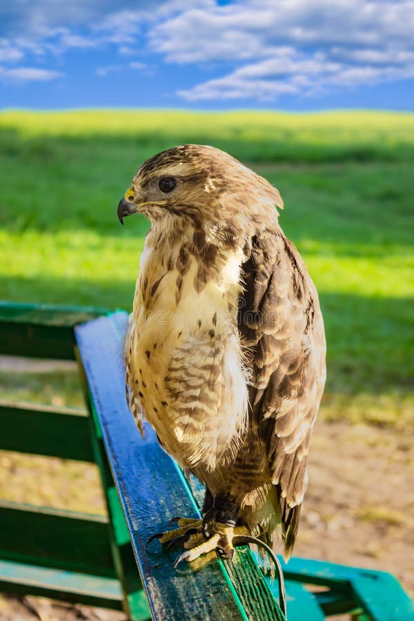 Large Predatory Bird Eagle in Captivity Stock Photo Image of meadow