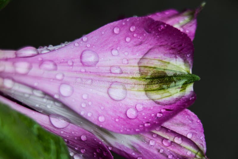 Rain drops puddled on a vibrant flower