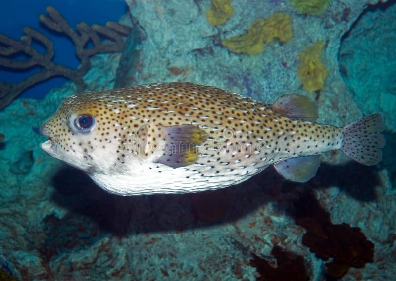 Large Puffer Fish stock photo. Image of large, spotted 8708270
