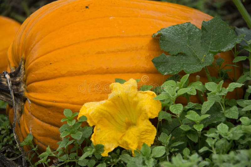 Large Pumpkin with Blossom. Stock Photo Image of blossom, vegetable