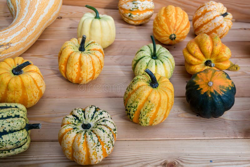 Large pumpkin fruit stock photo. Image of ripe, eating 99592076