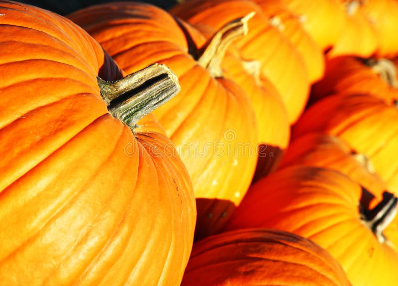 Large pumpkins in a row stock photo. Image of october 14882982