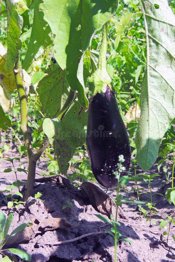 Eggplant on the bed stock image. Image of cultivated 126255337