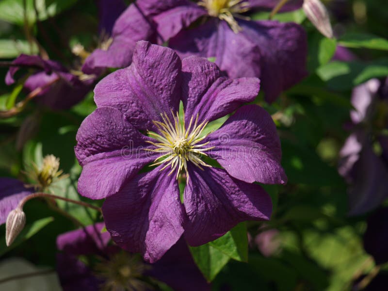 Large Purple Flowers of Clematis Viticella `Etoile Violette` Stock Image -  Image of purple, spring: 185505305