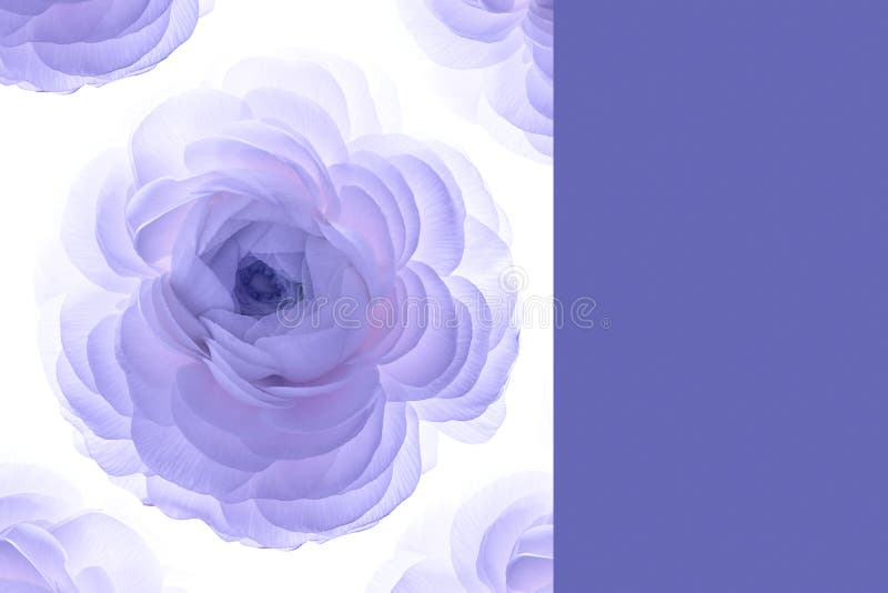 Large Purple Peony Flower White Background Concept Color Year Large Purple Peony Flower White 238339456 