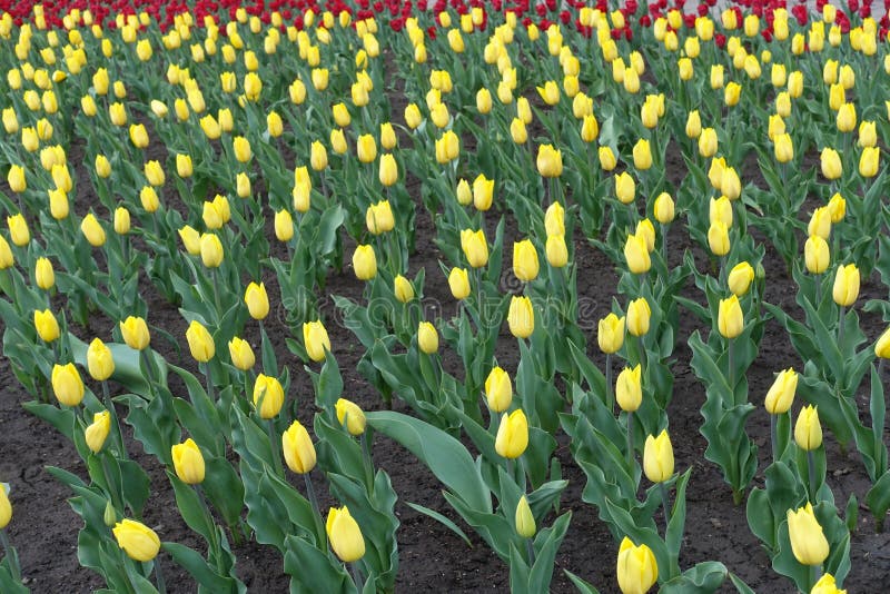 Large quantity of buds of yellow tulips stock photography