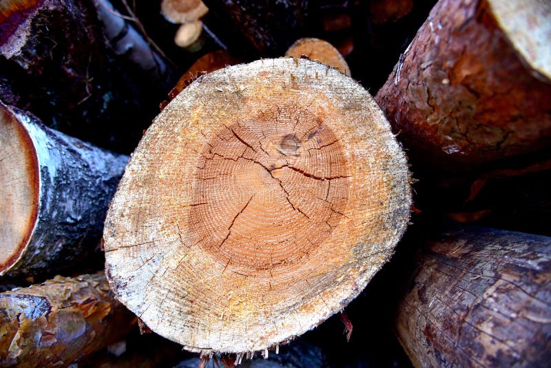 Large quantity of cut and stacked pine timber in forest for transported. Stack of cut logs background. Logging timber industry. stock image