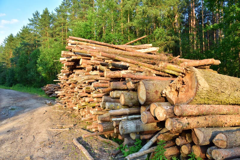 Large quantity of cut and stacked pine timber in forest for transported. Stack of cut logs background. Logging timber industry. royalty free stock photo