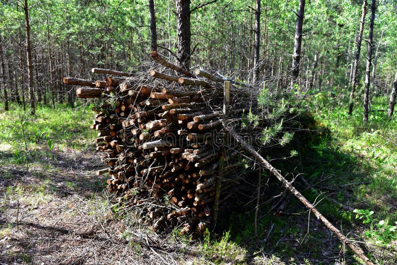 Large quantity of cut and stacked spruce timber in forest for transported. Stack of cut logs background. Logging timber industry. stock photo