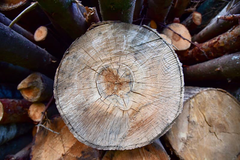 Large quantity of cut and stacked timber in forest for transported. Stack of cut logs background. Logging timber industry. Wood stock image