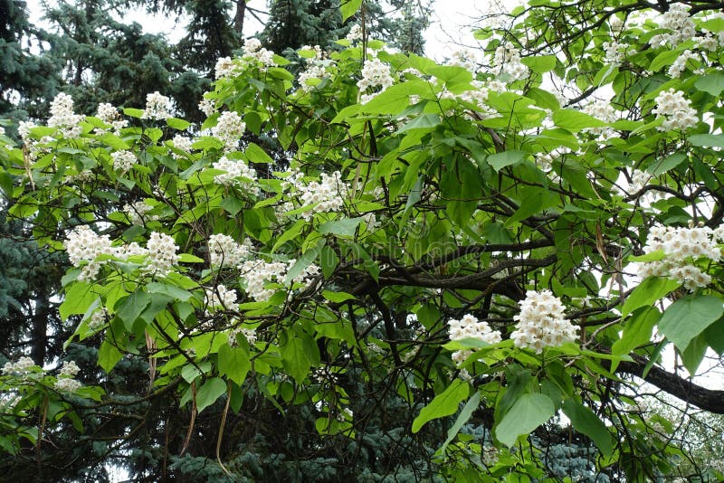 Large Quantity of White Flowers in the Leafage of Catalpa in June Stock