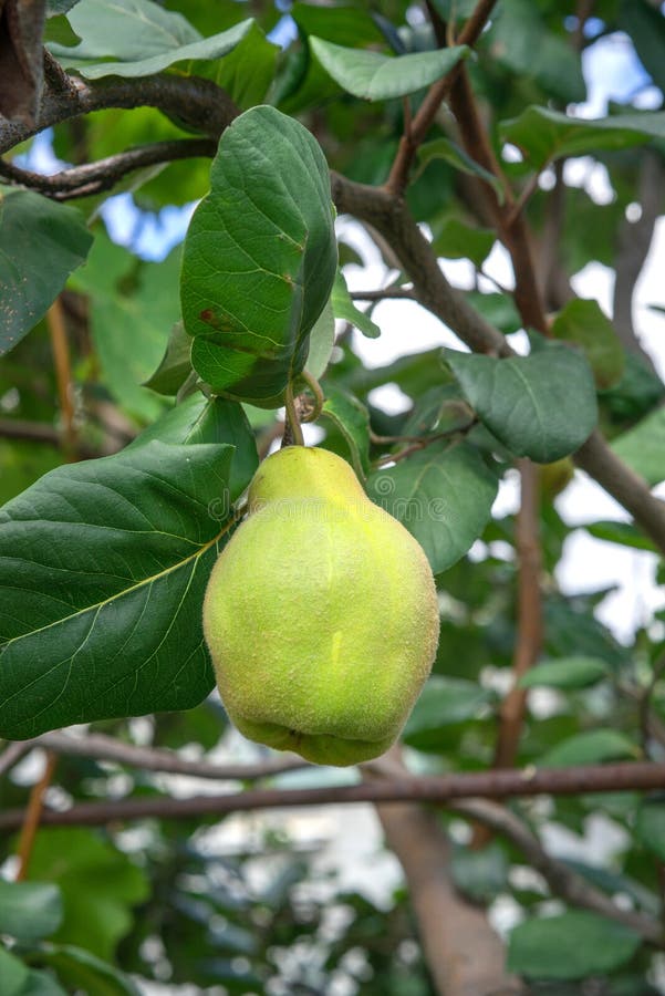 A large quince tree stock photo. Image of green, flora 100416508
