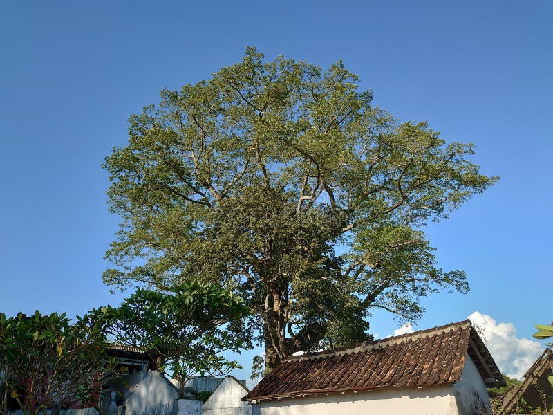 A Large Randu Cotton Alternative Tree in the Middle of the Cemetery