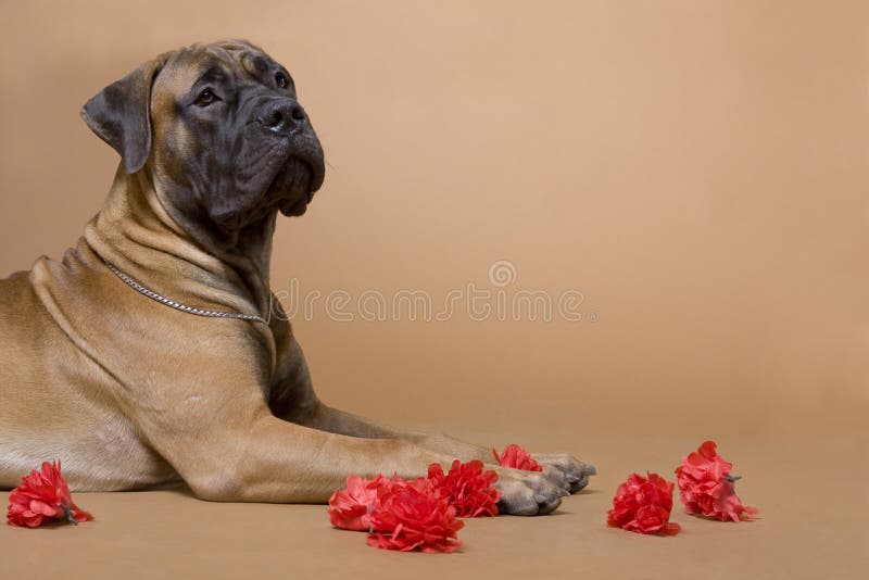 A large red-haired dog of the breed South African boerboel lies and holds red paws in a photo studio on a red background. A large red-haired dog of the breed South African boerboel lies and holds red paws in a photo studio on a red background