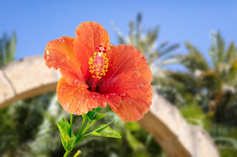 A large red flower with drops of water in a garden with a stone arch.