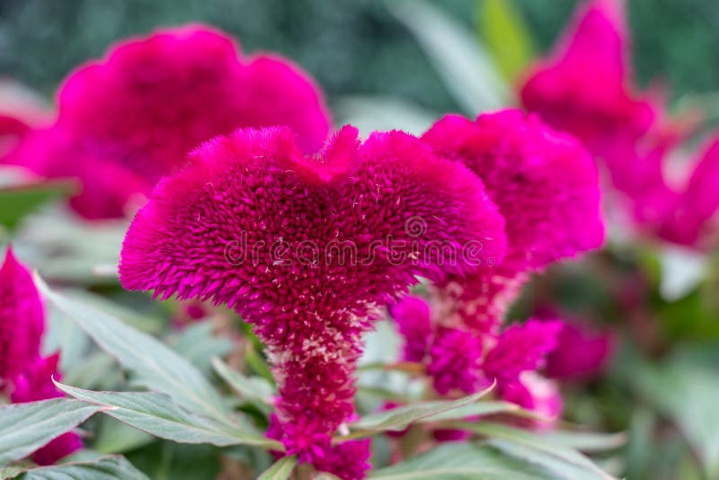 Large red flower. Macro shot of a flower, green leaves. stock photo Large red flower. Macro shot of a flower, green leaves. stock photo