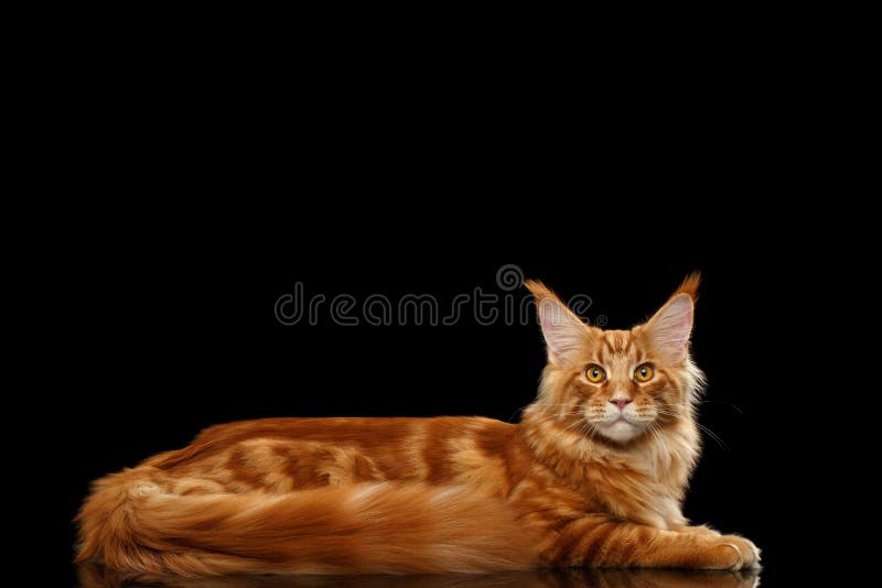 Large Red Maine Coon Cat Lying Isolated on Black Background