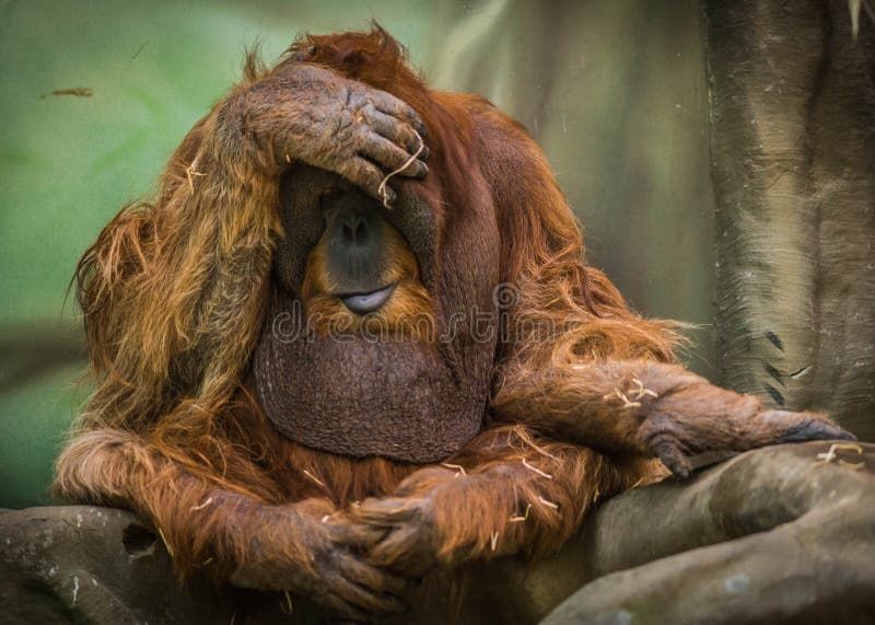 Large Red Orangutan  With Round Face Stock Photo Image of 