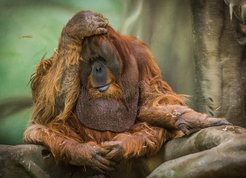 Large Red Orangutan  With Round Face Stock Photo Image of 