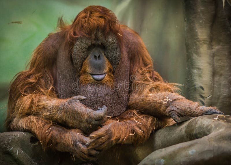 Large Red Orangutan  With Round Face Stock Image Image of 