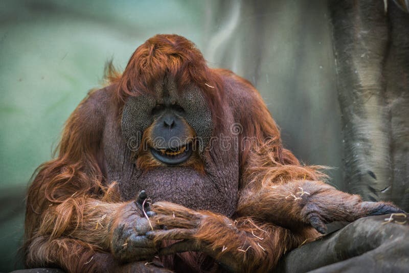 Large Red Orangutan  With Round Face Stock Photo Image of 