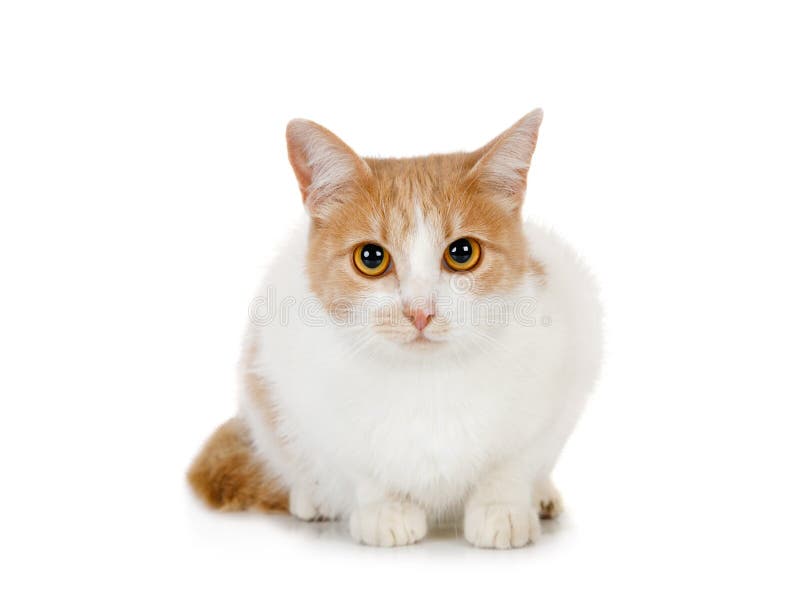 Large Red and White Cat is Sitting on a White Background Stock Photo -  Image of muzzle, kitty: 191760166