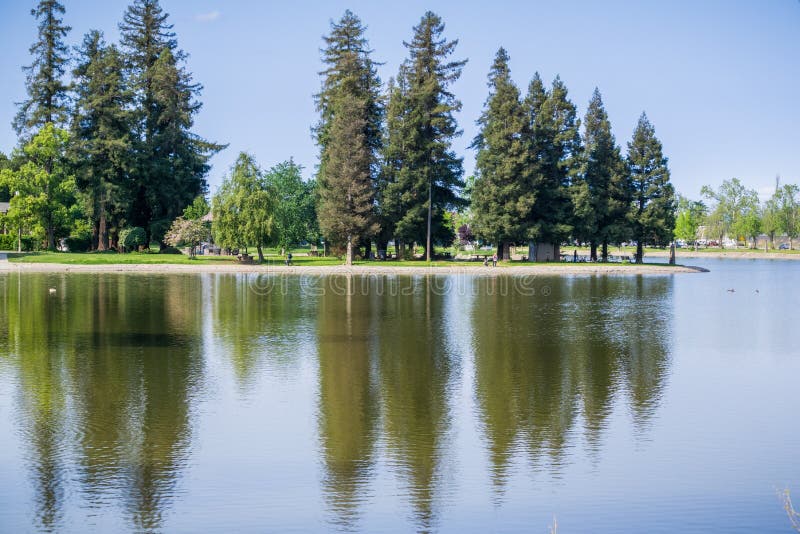 Large redwood trees reflected in the calm water of Lake Ellis, Marysville, California royalty free stock images Large redwood trees reflected in the calm water of Lake Ellis, Marysville, California royalty free stock images