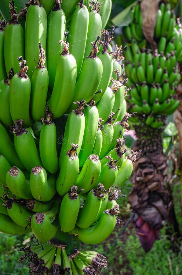 A Large Ripe Of Green Raw Bananas Stock Image Image Of Sweet Natural