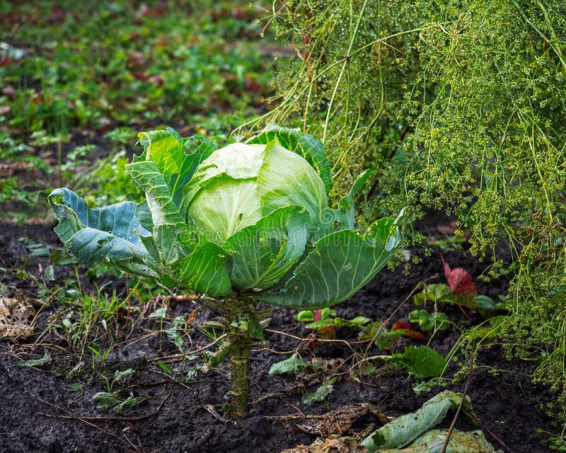 A large ripe head of cabbage grows in the garden