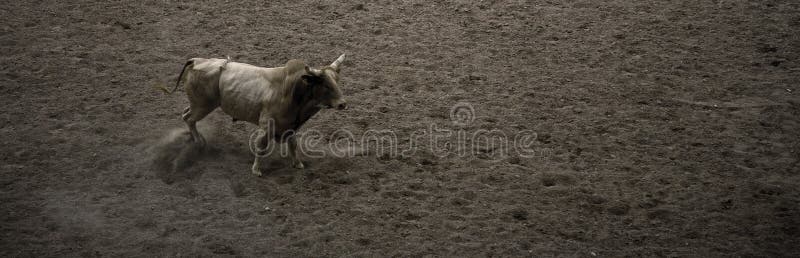 Large rodeo bull