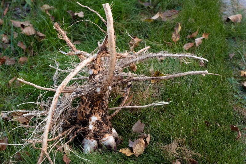 Large Root of a Large Plant. Horseradish Root Stock Photo Image of