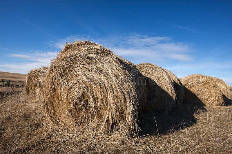 Hay bundles in a field. stock photo. Image of crop, farmland - 20537650